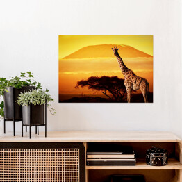 Plakat samoprzylepny Żyrafa na sawannie na tle góry Kilimandżaro o za chodzie słońca