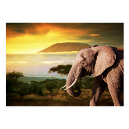 Plakat Słoń na tle Kilimanjaro