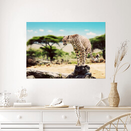 Plakat samoprzylepny Gepard szykujący się do skoku