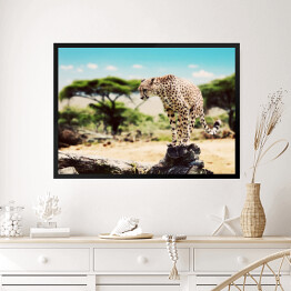 Obraz w ramie Gepard szykujący się do skoku