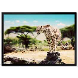 Gepard szykujący się do skoku