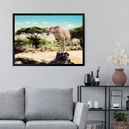 Obraz w ramie Gepard szykujący się do skoku