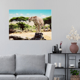 Plakat samoprzylepny Gepard szykujący się do skoku