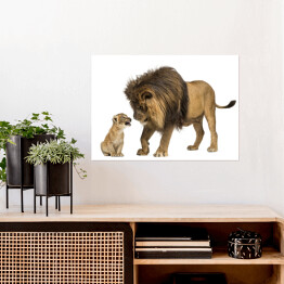 Plakat Lwiątko wpatrujące się w w dużego lwa