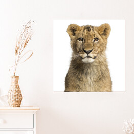 Plakat samoprzylepny Małe lwiątko