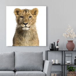 Obraz na płótnie Małe lwiątko