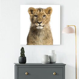 Obraz na płótnie Małe lwiątko