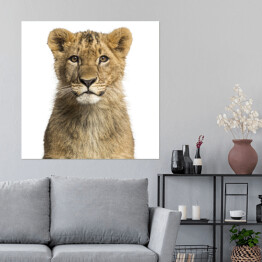 Plakat samoprzylepny Małe lwiątko