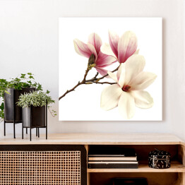 Obraz na płótnie Gałązka magnolii 