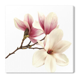 Obraz na płótnie Gałązka magnolii 