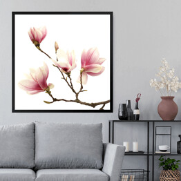 Obraz w ramie Magnolia - kwiaty na dużej gałązce