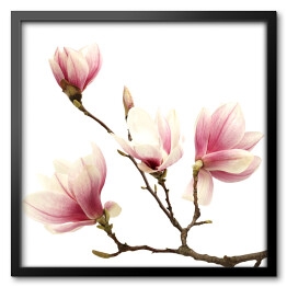 Obraz w ramie Magnolia - kwiaty na dużej gałązce