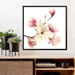 Obraz w ramie Okazała magnolia