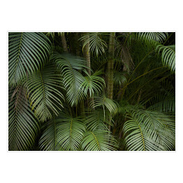 Plakat Tropikalne liście