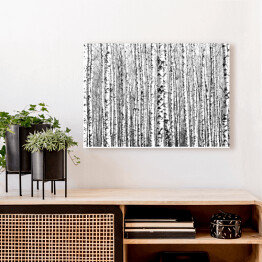 Obraz na płótnie Wiosenne czarno-białe pnie drzew brzozy 