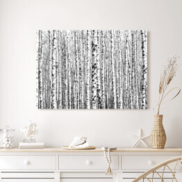 Obraz na płótnie Wiosenne czarno-białe pnie drzew brzozy 