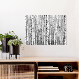 Plakat samoprzylepny Wiosenne czarno-białe pnie drzew brzozy 