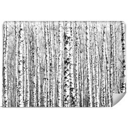 Fototapeta winylowa zmywalna Wiosenne czarno-białe pnie drzew brzozy 
