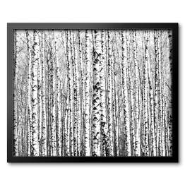 Obraz w ramie Wiosenne czarno-białe pnie drzew brzozy 