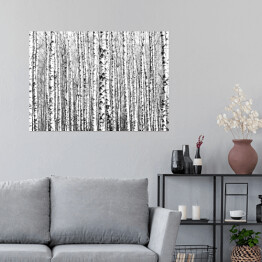 Plakat samoprzylepny Wiosenne czarno-białe pnie drzew brzozy 
