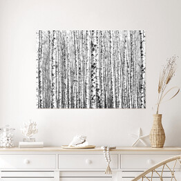 Plakat Wiosenne czarno-białe pnie drzew brzozy 