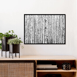 Plakat w ramie Wiosenne czarno-białe pnie drzew brzozy 