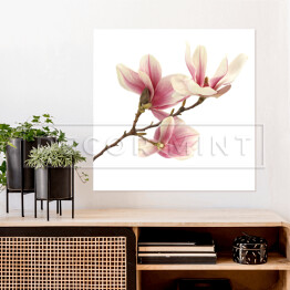 Plakat samoprzylepny Biało różowa magnolia na białym tle