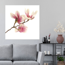 Plakat samoprzylepny Biało różowa magnolia na białym tle