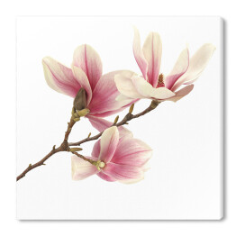 Obraz na płótnie Biało różowa magnolia na białym tle