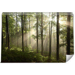 Fototapeta samoprzylepna Wiosenny las bukowy po kilku dniach deszczu w mglistym poranku