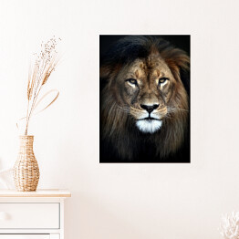 Plakat samoprzylepny Lew afrykański z piękną grzywą