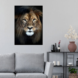 Plakat samoprzylepny Lew afrykański z piękną grzywą