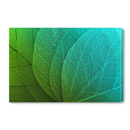 Obraz na płótnie Duże liście w odcieniach zieleni i błękitu