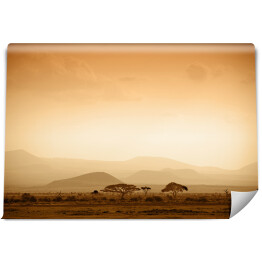 Fototapeta winylowa zmywalna Afrykańska sawanna o wschodzie słońca