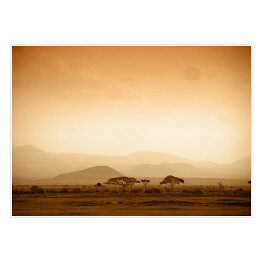 Plakat samoprzylepny Afrykańska sawanna o wschodzie słońca