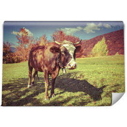 Fototapeta Czerwona krowa na pastwisku w górach jesienią
