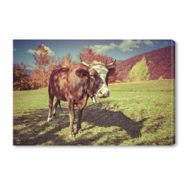 Obraz na płótnie Czerwona krowa na pastwisku w górach jesienią