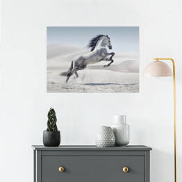 Plakat Obraz przedstawiający galopującego białego konia