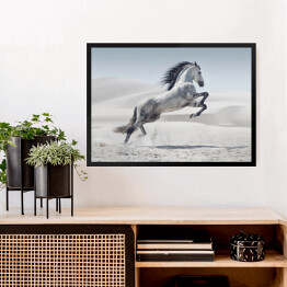 Obraz w ramie Obraz przedstawiający galopującego białego konia