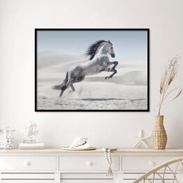 Plakat w ramie Obraz przedstawiający galopującego białego konia