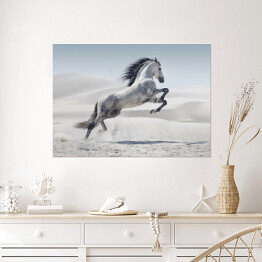 Plakat Obraz przedstawiający galopującego białego konia