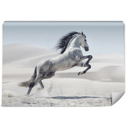 Fototapeta winylowa zmywalna Obraz przedstawiający galopującego białego konia