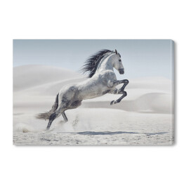 Obraz na płótnie Obraz przedstawiający galopującego białego konia