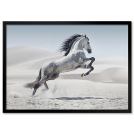 Plakat w ramie Obraz przedstawiający galopującego białego konia