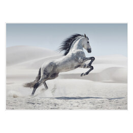 Plakat samoprzylepny Obraz przedstawiający galopującego białego konia