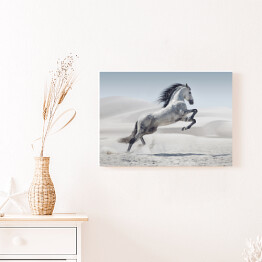 Obraz na płótnie Obraz przedstawiający galopującego białego konia
