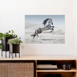 Plakat samoprzylepny Obraz przedstawiający galopującego białego konia