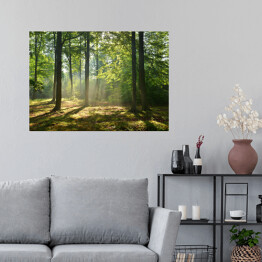 Plakat samoprzylepny las