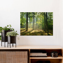 Plakat samoprzylepny las