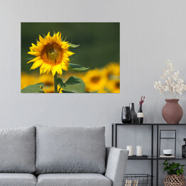 Plakat samoprzylepny Słonecznik w polu
